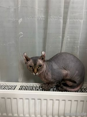 Sphynx Deckkater Elf