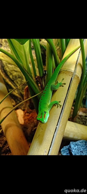 Großer Madagaskar taggeko ( Phelsuma grandis ) Männchen 1.0