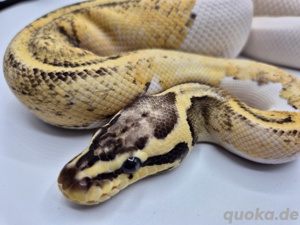 0.1 Firefly Yellow Belly Sandblast Piebald Nz23 800gr+ Tausch gegen Baumpython 