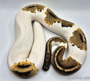 1.0 Gravel Piebald Nz23 800gr+ Tausch gegen Baumpython möglich 