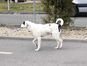 Phantom sucht großes Körbchen 