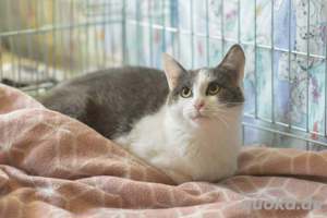 Zwei Katzen suchen gemeinsam ein Zuhause!