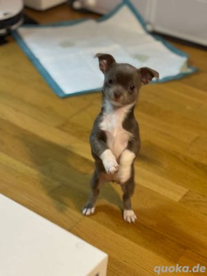 Chihuahua Welpe 