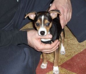 Suche Zwergpinscher   Rehpinscher Mix in Tricolor 