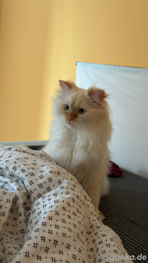 Katze Ragdoll in berlin 