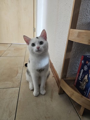 Süße Katze zu verkaufen!