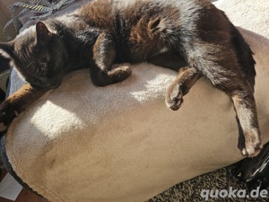 Katze