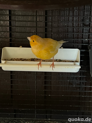 Kanarienvogel Orange Weiss sehr gute Sänger abzugeben