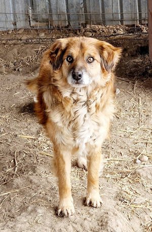 Duke ist total lieb und freundlich Bild 5