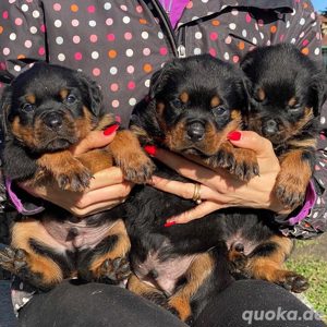 Gesunde männliche und weibliche Rottweilerwelpen
