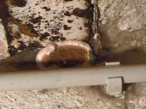 Hausschwamm - Holzschutzgutachten, Bau - Gutachten, Statiker