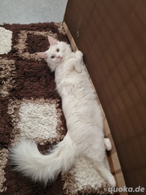Maine coon Kater  Bild 3