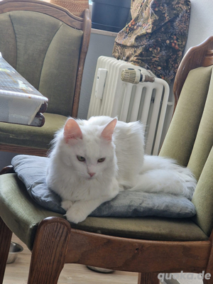 Maine coon Kater  Bild 2