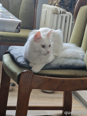 Maine coon Kater  Bild 5
