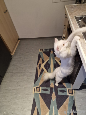 Maine coon Kater 