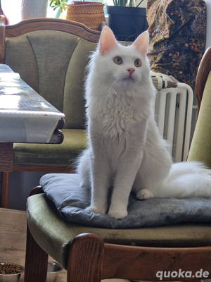 Maine coon Kater  Bild 4