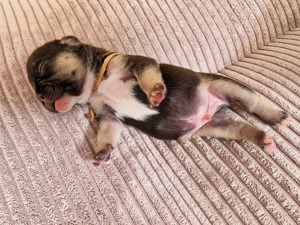 7 französische Bulldoggen Welpen geb. 28.2.