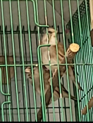 Kanarienvögel Gesangkanarien Vögel  Kanarien