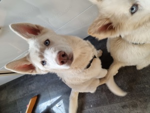 Weißer Huskywelpe Blue 