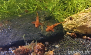 Roter Hexenwels Rineloricaria spec 