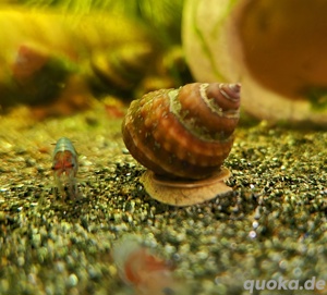 Piano Schnecke Taia naticoides