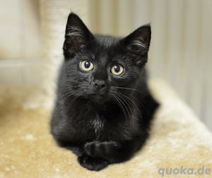 Suche Katze 3 bis 4 Monate alt 
