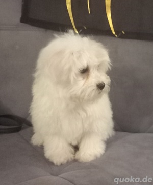 Mein hund