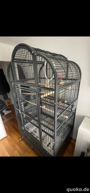 Papageien Käfig  XXL Montana Bild 6