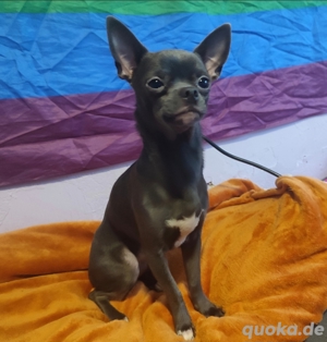 Chihuahua Blue bietet sich an