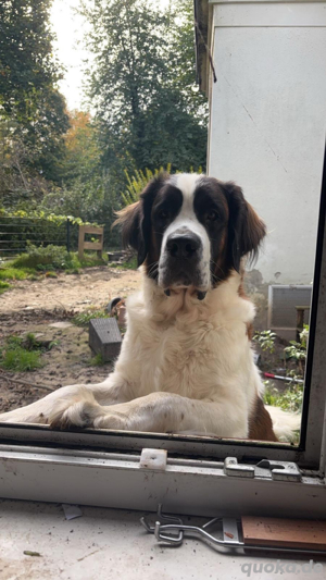 Bernhardiner Hündin Azula sucht Traumzuhause. 