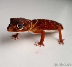 1.0 Nephrurus levis levis het Patternless