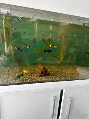 ich suche kostenlos Aquarium Zubehör
