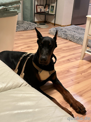 Dobermann Zen vermisst!