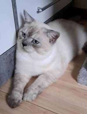 BKH Deckkater (mit Erfahrung)