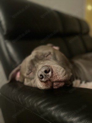 American Bully Deckrüde