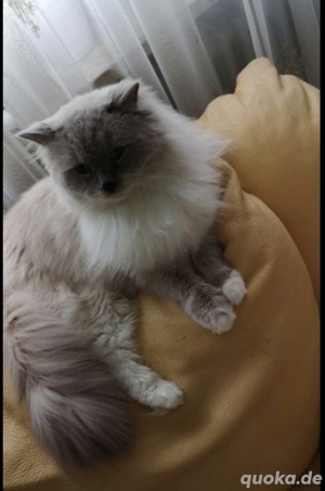 Deckkater Ragdoll 