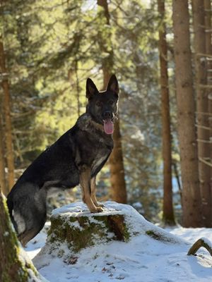 Deckrüden Schäferhund reinrassig gesucht