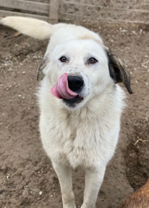 Maximus, geb. ca. 04 2024, lebt in GRIECHENLAND, im städt. Tierheim Serres  Bild 7