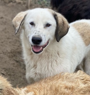 Maximus, geb. ca. 04 2024, lebt in GRIECHENLAND, im städt. Tierheim Serres  Bild 3