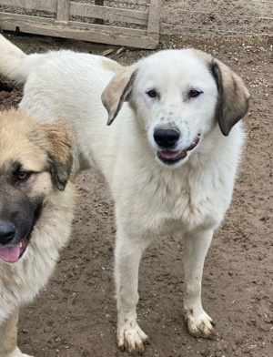 Maximus, geb. ca. 04 2024, lebt in GRIECHENLAND, im städt. Tierheim Serres  Bild 9