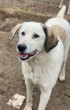 Maximus, geb. ca. 04 2024, lebt in GRIECHENLAND, im städt. Tierheim Serres  Bild 4