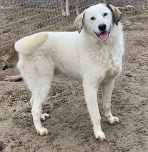 Maximus, geb. ca. 04 2024, lebt in GRIECHENLAND, im städt. Tierheim Serres  Bild 10