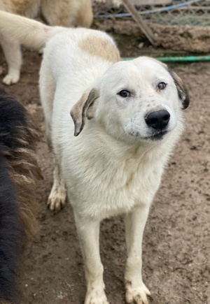 Maximus, geb. ca. 04 2024, lebt in GRIECHENLAND, im städt. Tierheim Serres  Bild 5
