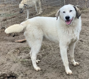 Maximus, geb. ca. 04 2024, lebt in GRIECHENLAND, im städt. Tierheim Serres  Bild 8