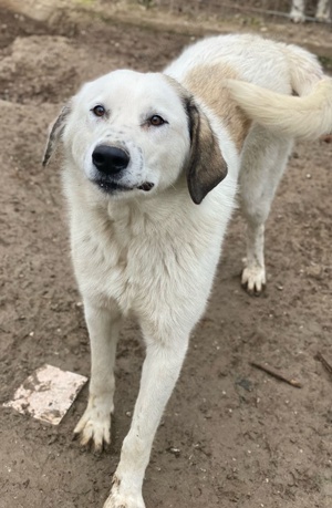 Maximus, geb. ca. 04 2024, lebt in GRIECHENLAND, im städt. Tierheim Serres  Bild 6
