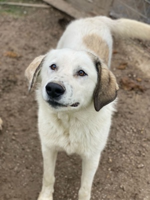 Maximus, geb. ca. 04 2024, lebt in GRIECHENLAND, im städt. Tierheim Serres  Bild 2