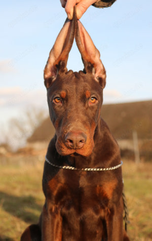 Dobermann FCI TOP Welpen Doberman
