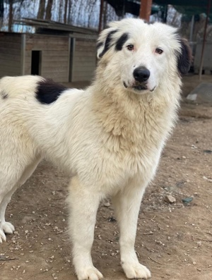 Namika, geb. ca. 02 2024, lebt in GRIECHENLAND, im städt. Tierheim Serres Bild 7