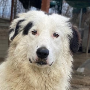 Namika, geb. ca. 02 2024, lebt in GRIECHENLAND, im städt. Tierheim Serres