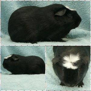 Kastrate aus geprüfter Meerschweinchen Zucht  Bild 2